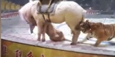 image: Brutalt angrep på sirkus i Kina: - Dette er forferdelig
